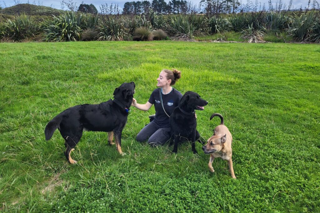 Services Canine Connection Auckland