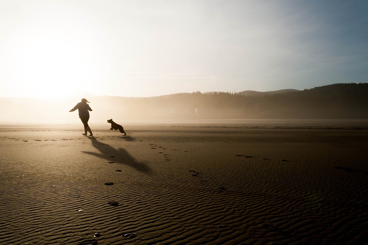 beach, dog, chase, dog training