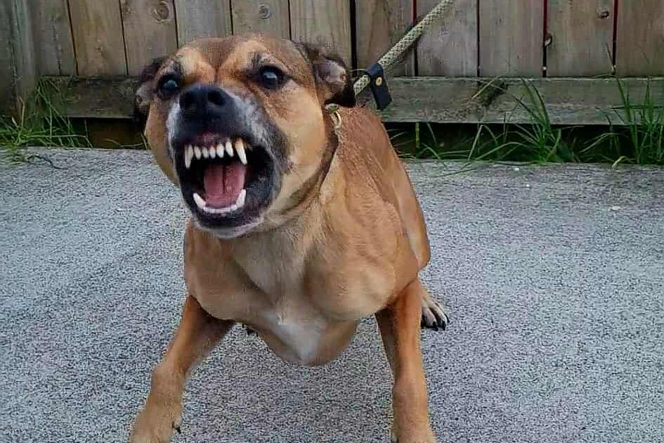 Aggressive dog training