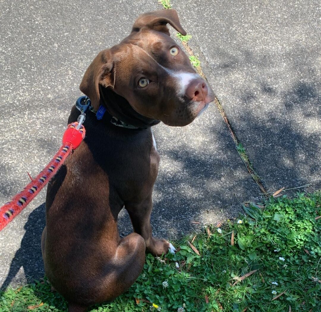 aggressive dog rehab north shore