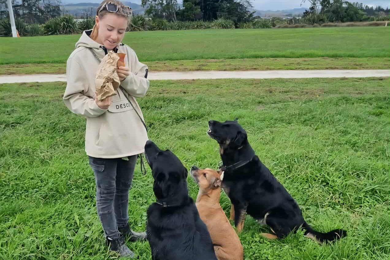 candi training dogs in auckland