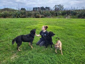 candi training multiple dogs