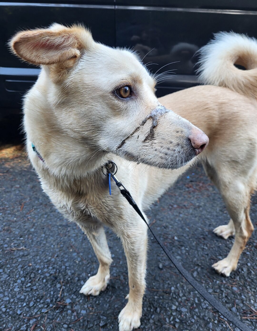 dog training reactive dog north shore