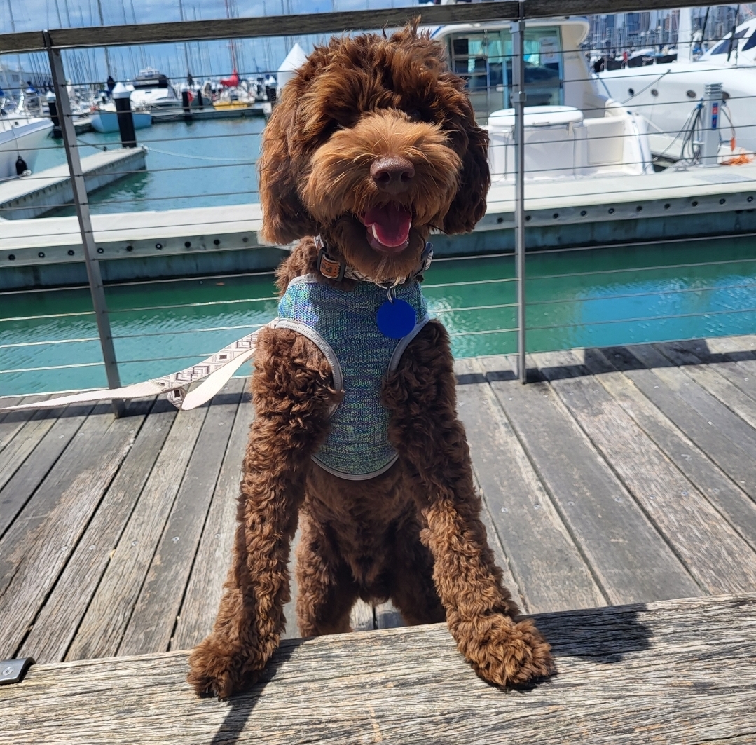 dog training obedience puppy raising