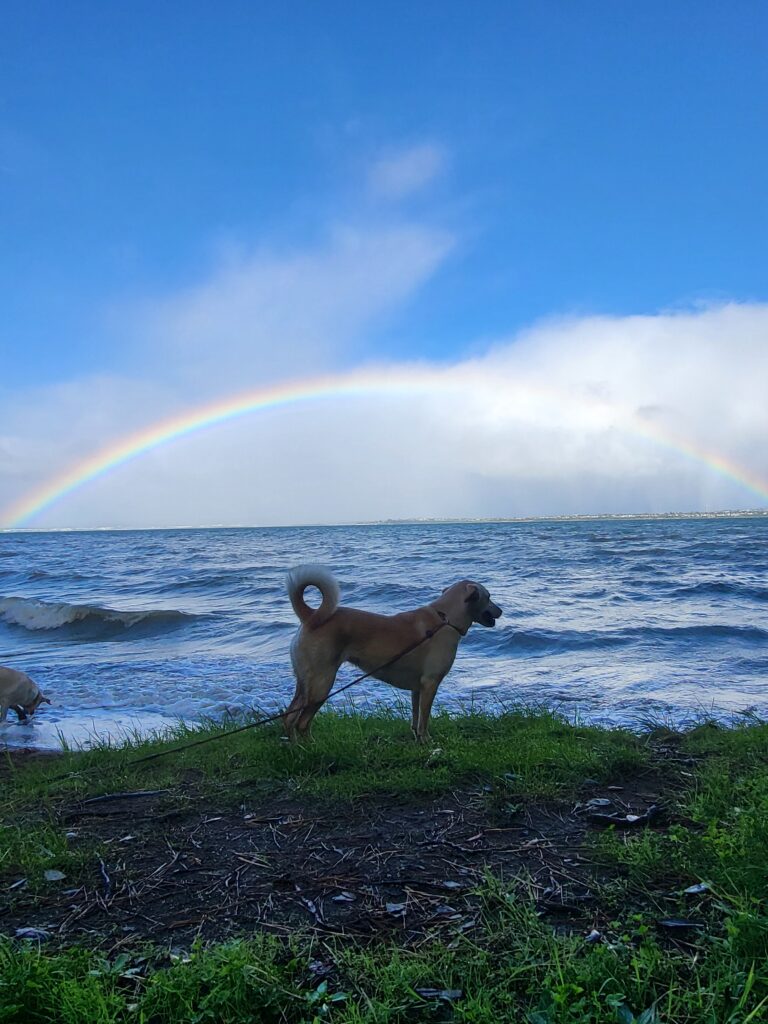 north shore dog training