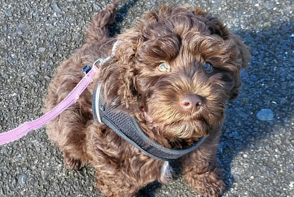 puppy class north shore puppy training