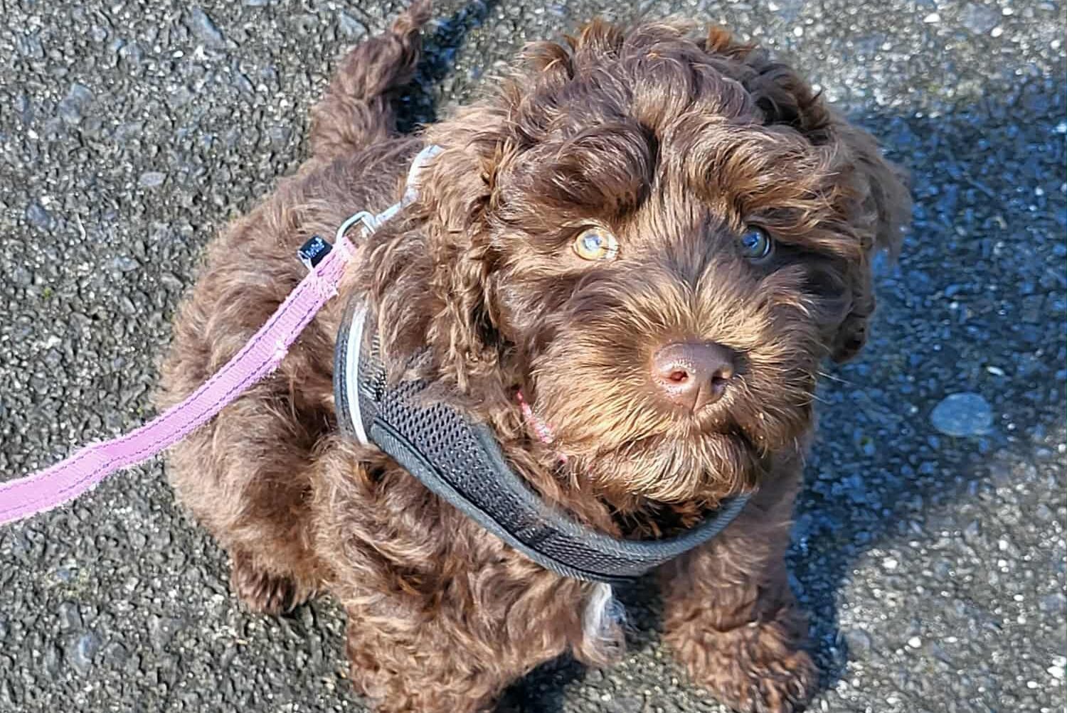 puppy training auckland learning to walk on lead