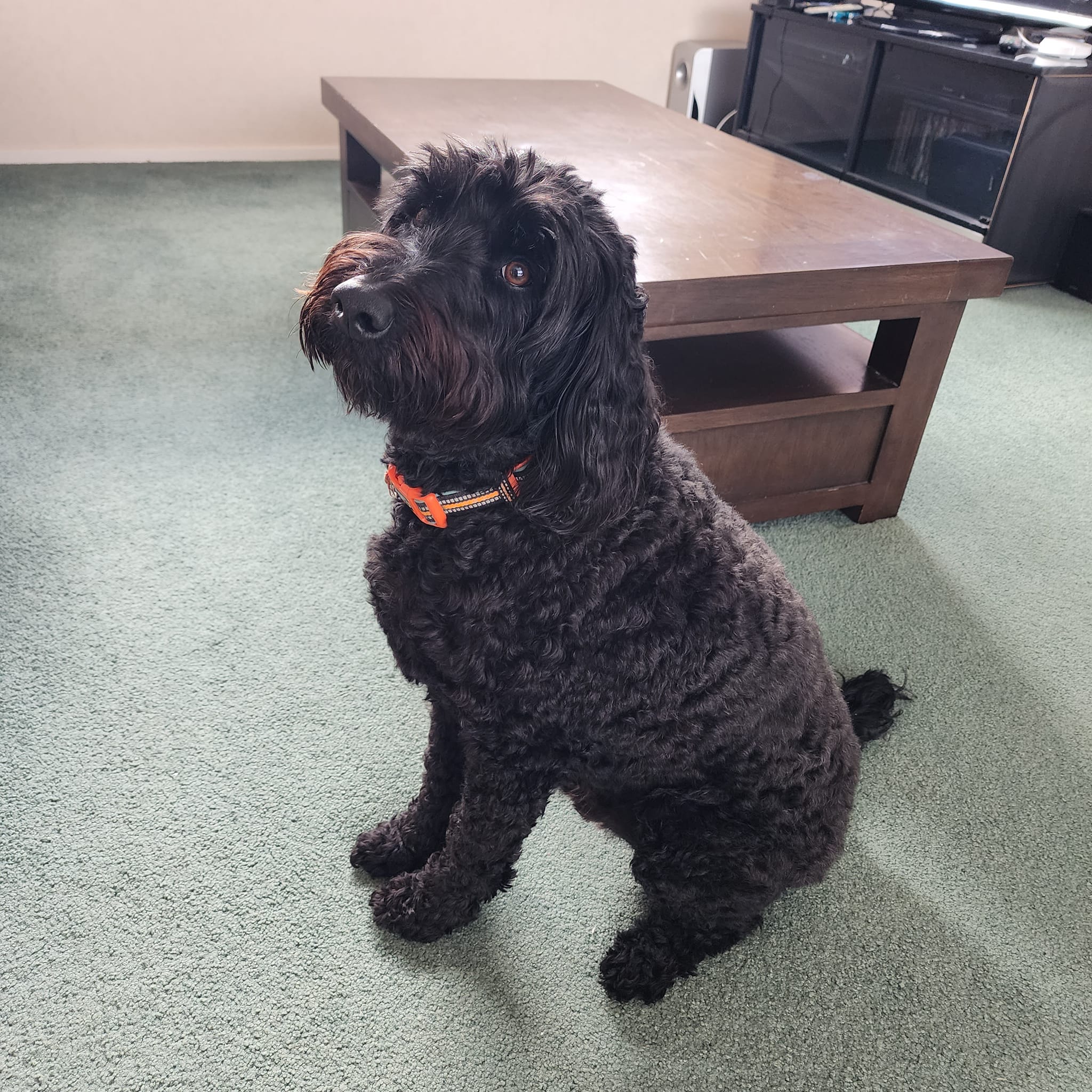 south auckland dog trainer for reactive dogs