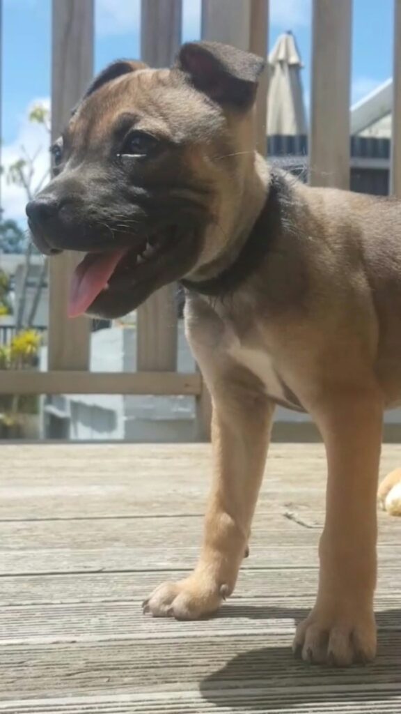 canine connection puppy